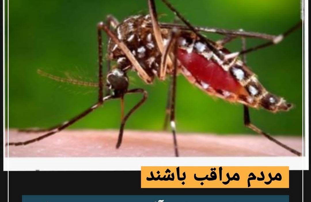 دیده شدن پشه آئدس در بندرعباس